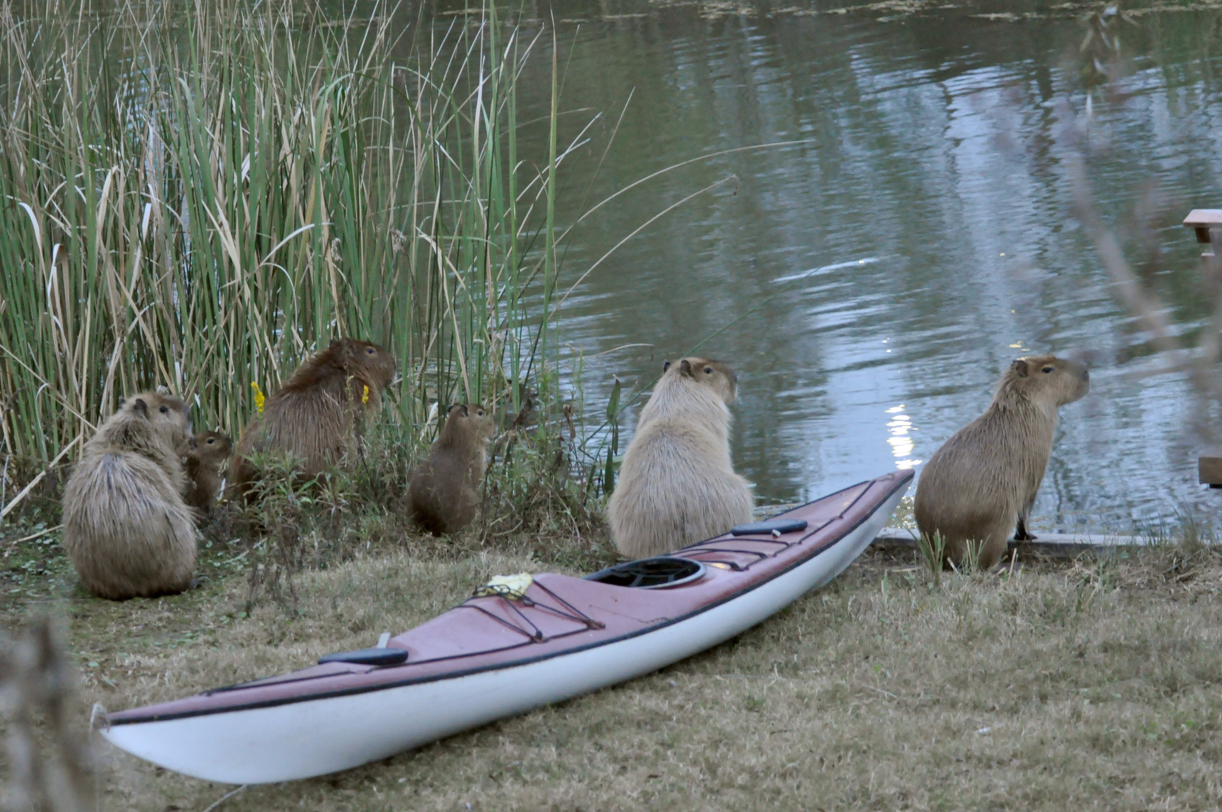 Carpinchos cuidando el kayak jardin de casa