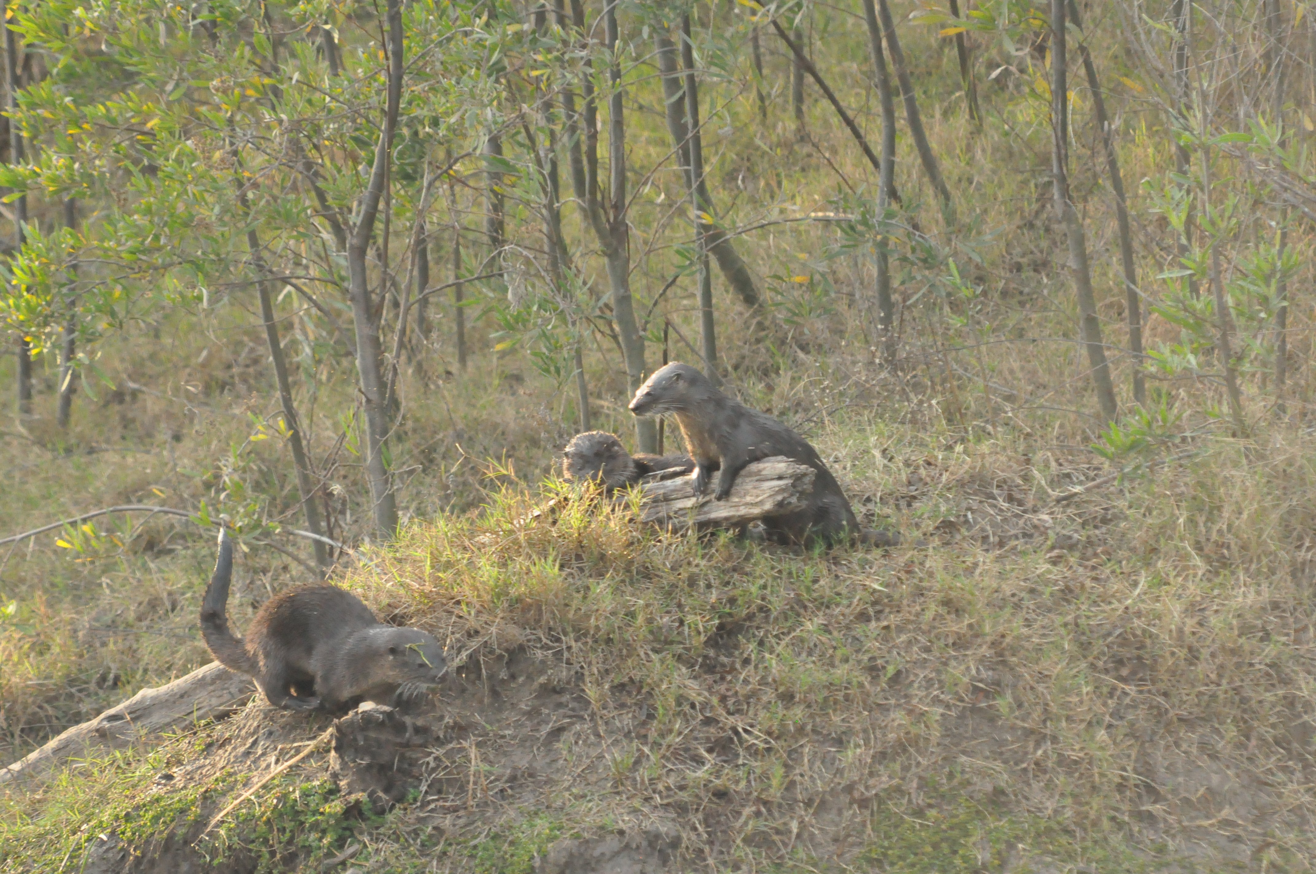 Lobitos de rio jugando frente a casa