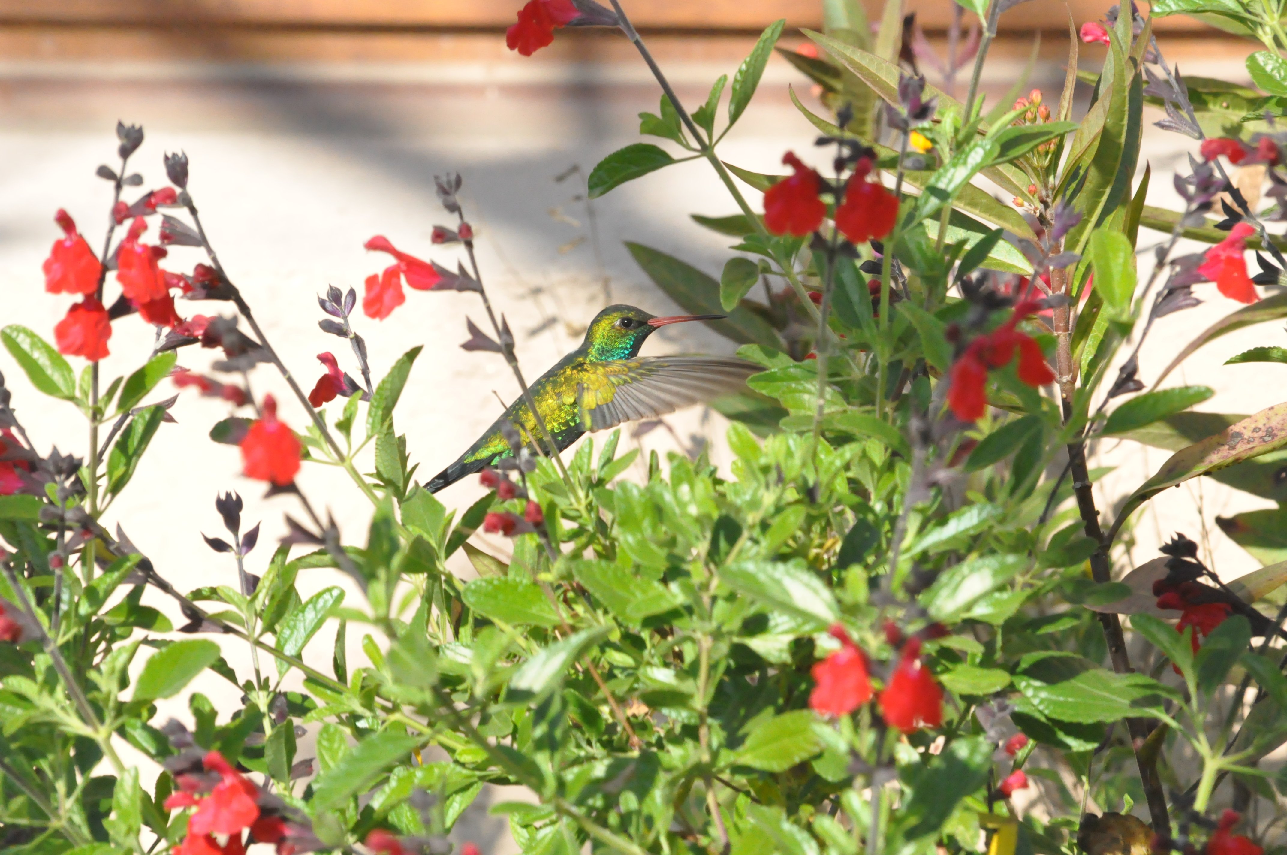 Picaflor bronceado en casa